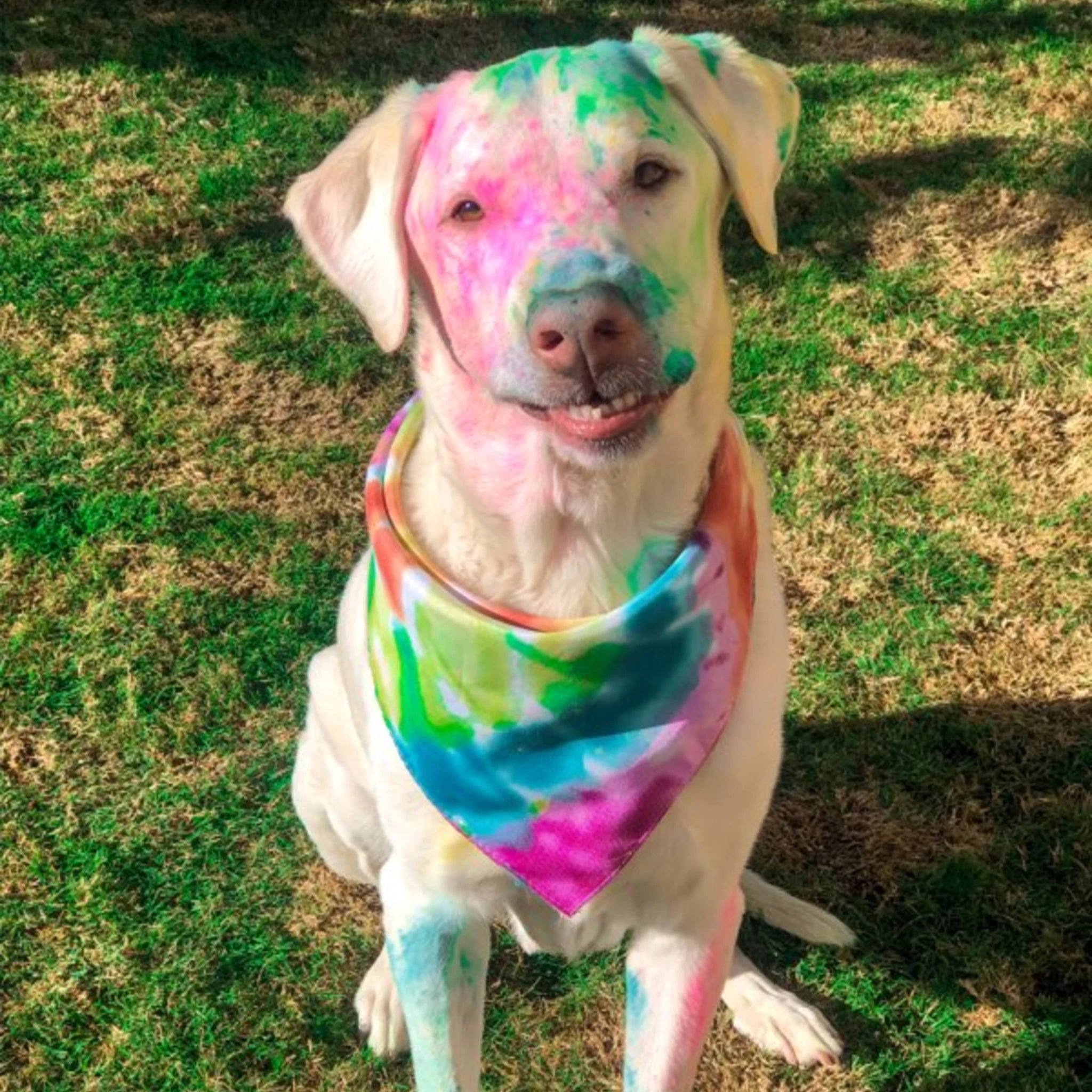 16lb Pack (2lbs each color) - Holi Powder, Color Fun Run, Gender Reveal & Events Color Blaze®